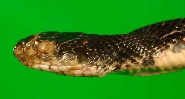 Snake Fungal Disease Formally Identified