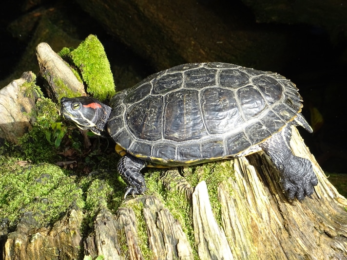 Thieves Steal Red-eared Slider From Mitchell Lake Audubon Center In Texas
