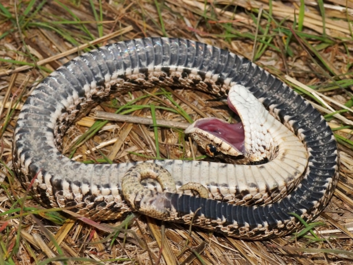 grass snake playing dead