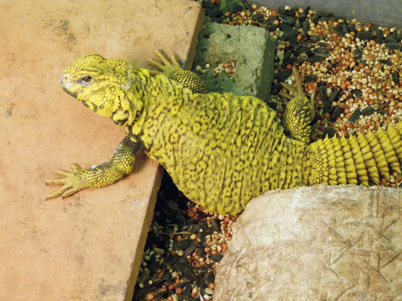 Uromastyx Lizard