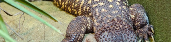 Beaded Lizard Shutterstock 1031696437