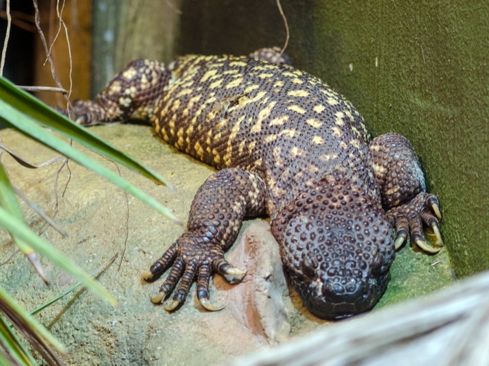 The Helodermas: Beaded Lizards And Gila Monsters
