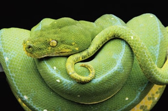 Green Tree Python Care Info