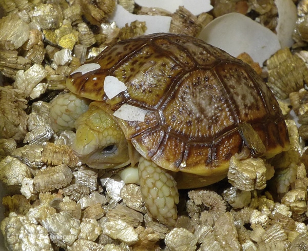A Peek Inside The Turtle Conservancy