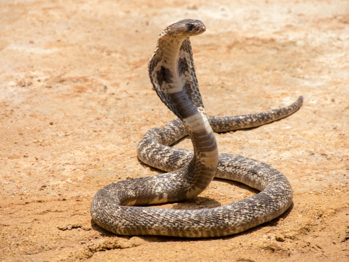 Russian Amateur Snake Handler Dies After King Cobra Bites Him