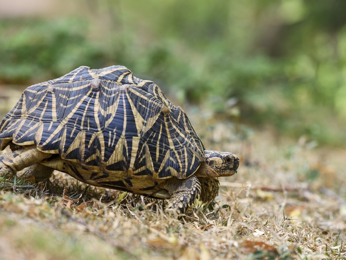 More Than 6,000 Indian Star Tortoises Seized From Wildlife Traffickers in 2017