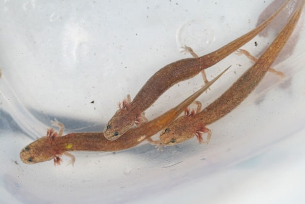 Two Texas Salamanders Get ESA Protection