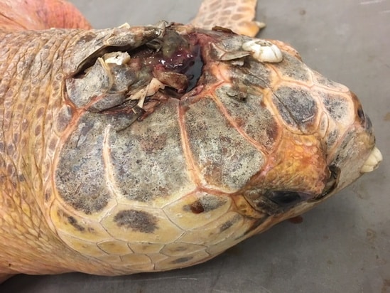 NOAA Offers Reward For Info Regarding Deliberate Sea Turtle Death