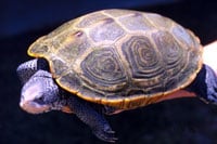 Three American Turtles Added To CITES List Of Protected Species