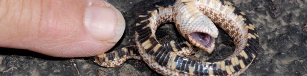 Hognose Snake Playing Dead