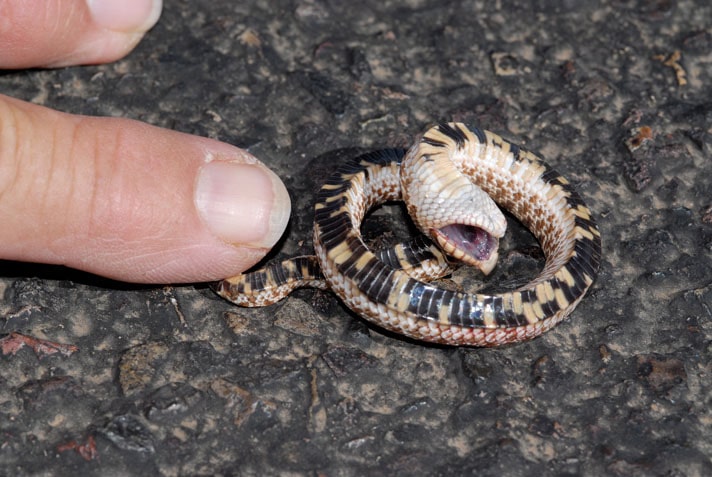 Eastern Hognose Snake Playing Dead 