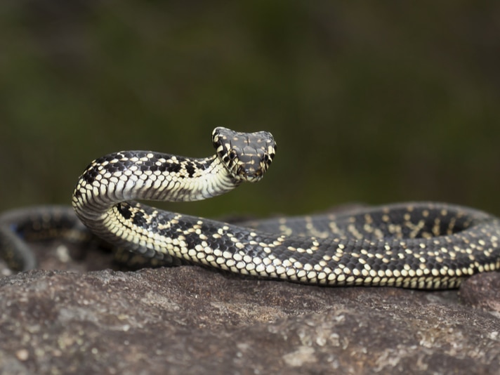 Removal of Sandstone Rock for Decorative Purposes Harms Australian Broad-headed Snake