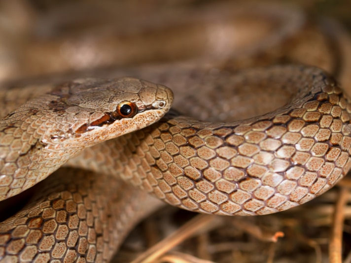 Reptiles In England’s Hankley Common Receive 110 Hectares of Protected  Space