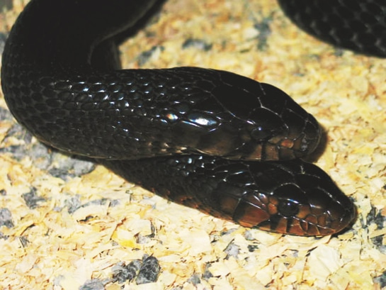 Breeding the Eastern Indigo Snake