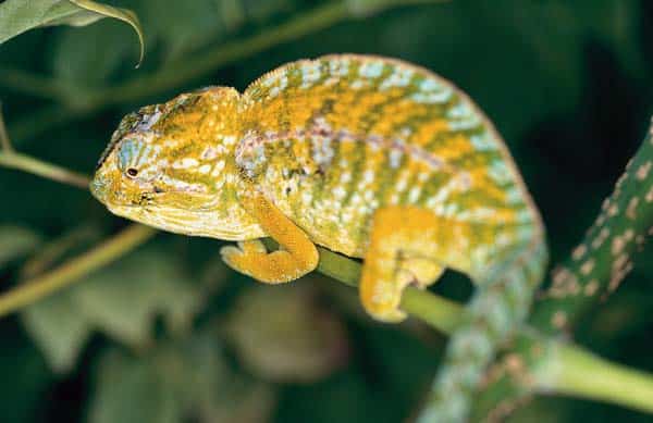 Cool Climate Chameleon Care Sheet: Food, Habitat & Health