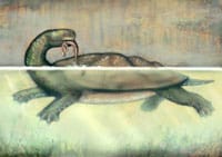 Giant Side-Necked Turtle Fossil Discovered