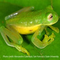 AmphibiaWeb Documents 7,000th Amphibian Species