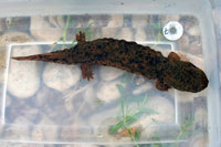 Ozark Hellbender Salamander Listed As Endangered