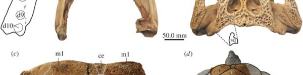 Figure Showing Croc Attack Tortoise