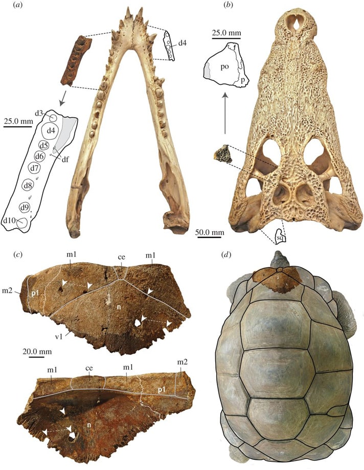 Scientists Speculate Ancient Crocs Fed On Aldabra Tortoises On Aldabra Atoll