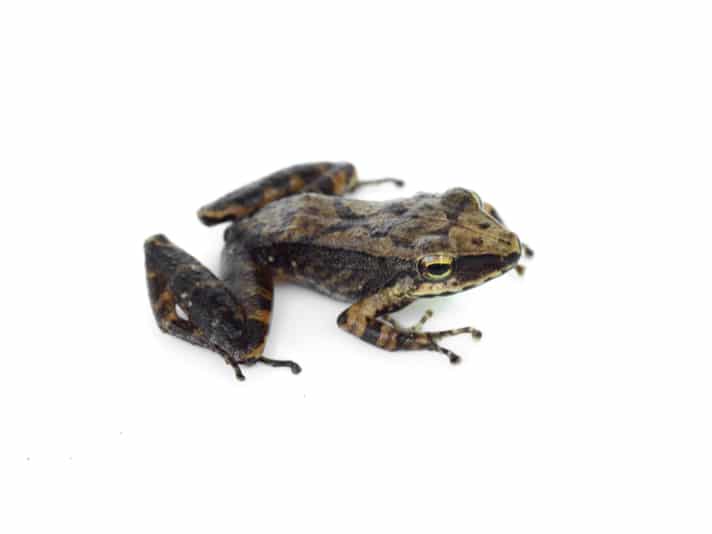 Bd Infected Peruvian Frogs Still Haven’t Recovered From 10-Year-Old Die Off