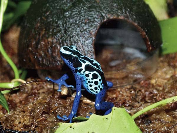 How To Build A Poison Frog Terrarium