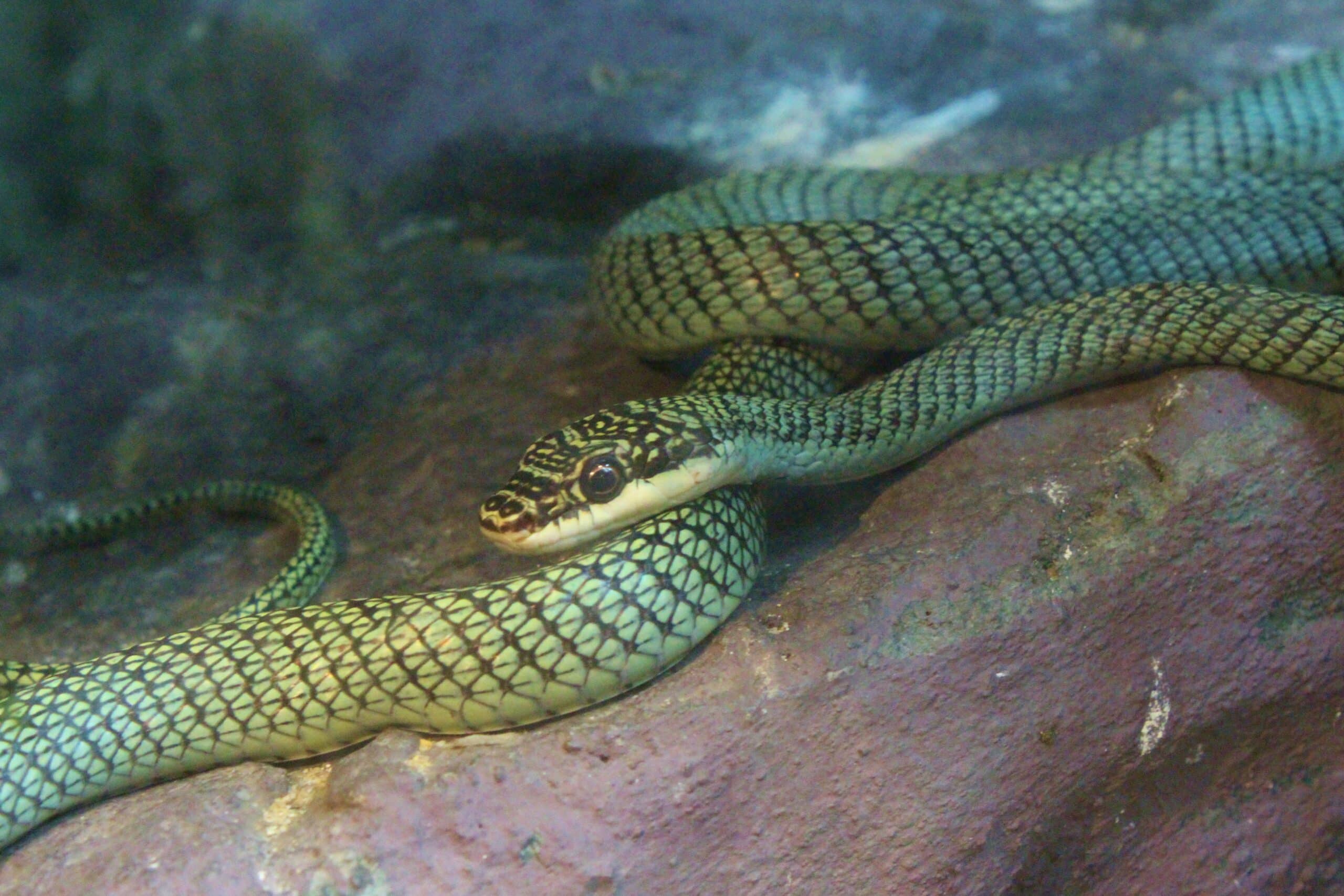 The Snake Farm And Dusit Zoo In Bangkok, Thailand