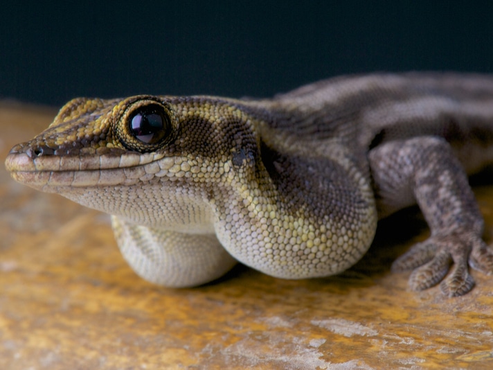 Pronk's Day Gecko Listed At 46 On The EDGE List Of Endangered Reptiles