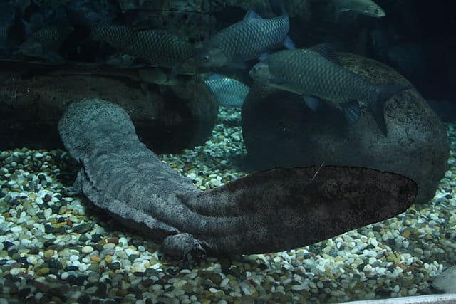 Chinese Giant Salamander Mucus More Effective At Sealing Wounds Than Many Medical Glues