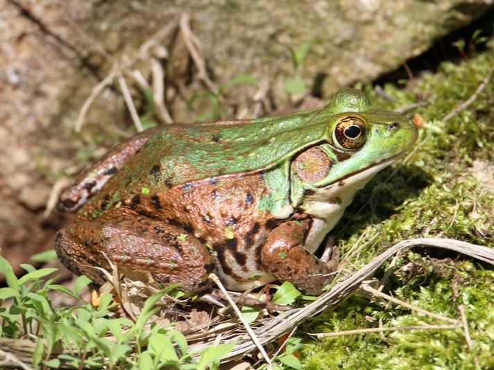 Female Green Frogs Outnumber Males In Suburban Connecticut Ponds
