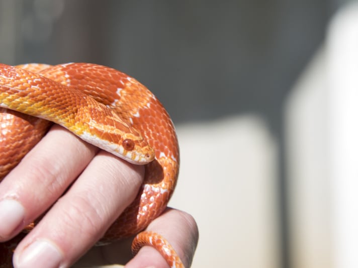 Pet Corn Snake Named Anna Cornda Rescued By Firefighters In England