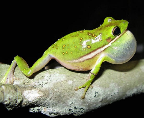 Green Treefrog Care Sheet