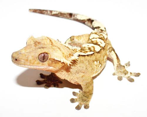 Crested Gecko Morph Madness