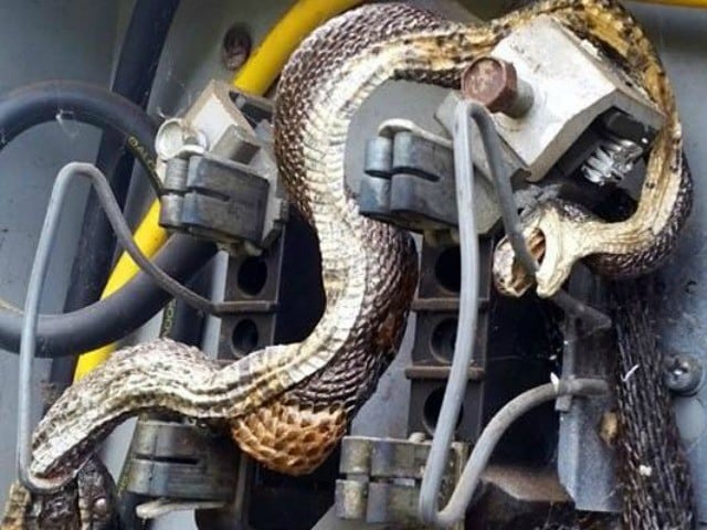 Snake In North Carolina Gets Electrocuted Biting Another Electrocuted Snake