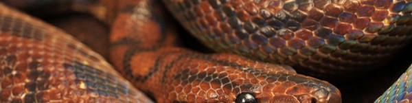 Rainbow Boa Shutterstock 255081319