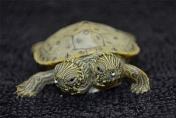 Two-headed Texas River Cooter Born At San Antonio Zoo