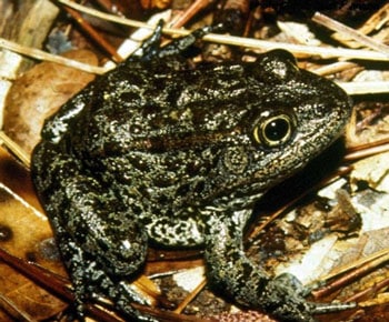 Endangered Dusky Gopher Frogs Found In Second Pond