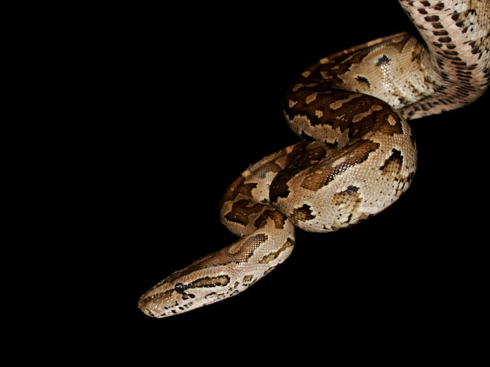 Southern African Python Mothers Stay With Their Babies For About Two Weeks After They Hatch