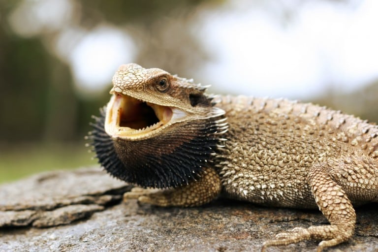 Bearded Dragon Basking Open Mouth Reptiles Magazine