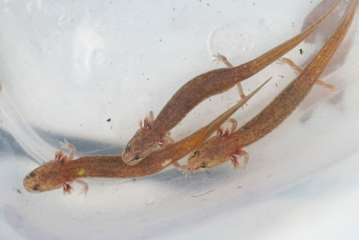 Two Central Texas Salamanders Need Federal Protection, Lawsuit Says