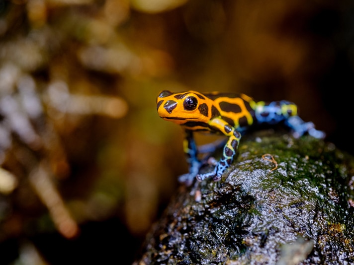 Mimic Poison Frog Evolving Into Two Distinct Species