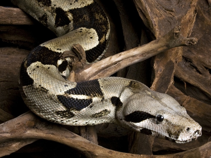 Boa Constrictor In The  Rainforest!