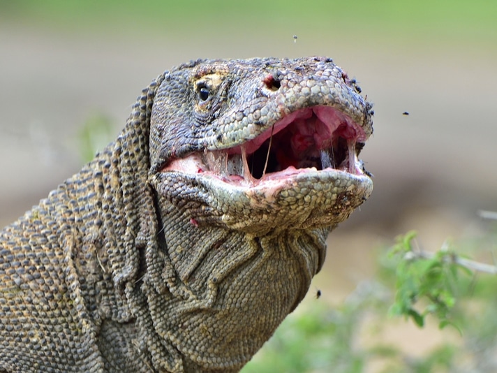 Nebraska Zookeeper Recovering From Komodo Dragon Bite