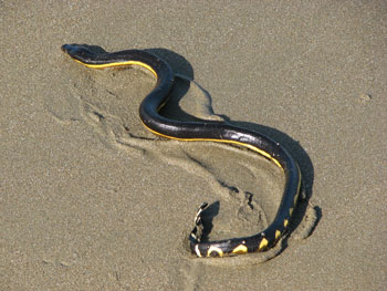 Nicaragua Canal Project Could Bring Yellow-Bellied Sea Snakes Into Caribbean