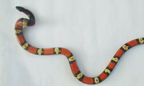 False Coral Snake Found On Galapagos Islands