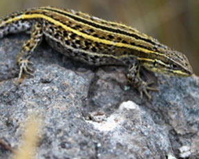 Three Lizards Species Discovered in Peru
