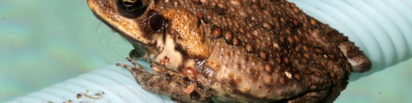 Cane Toad Shutterstock 487450675