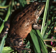 Oregon Spotted Frog Candidate For Endangered Species Act Protection
