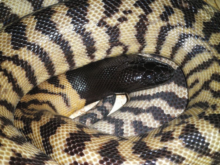 Keeping And Breeding Black-Headed Pythons