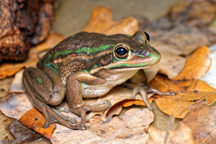 Salt Shown To Clear Chytrid Fungus From Frogs